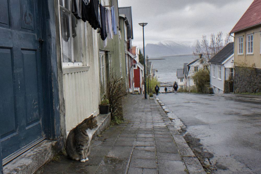 A narrow downtown street with painted houses and a cat sitting on the pavement beside a doorway