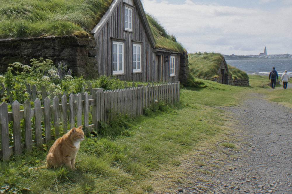 Colorful residential street in Reykjavik with a cat sitting on a step
