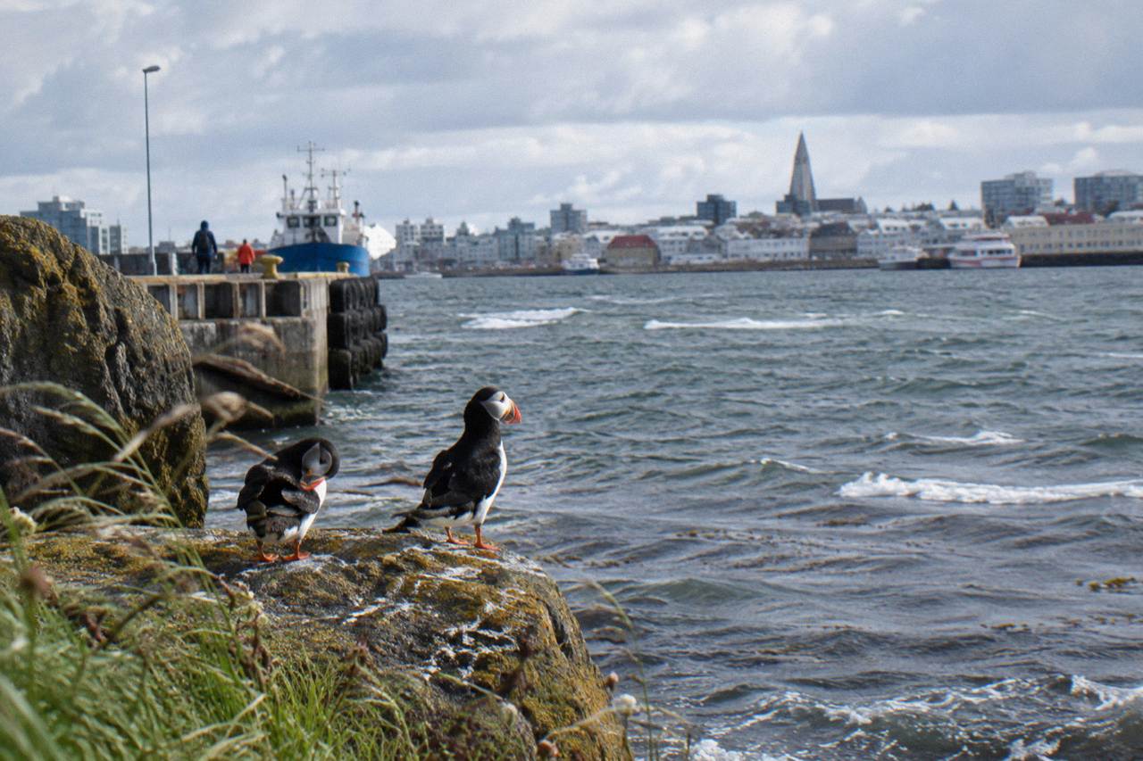 Puffins standing on a rocky cliff ledge above grey North Atlantic water