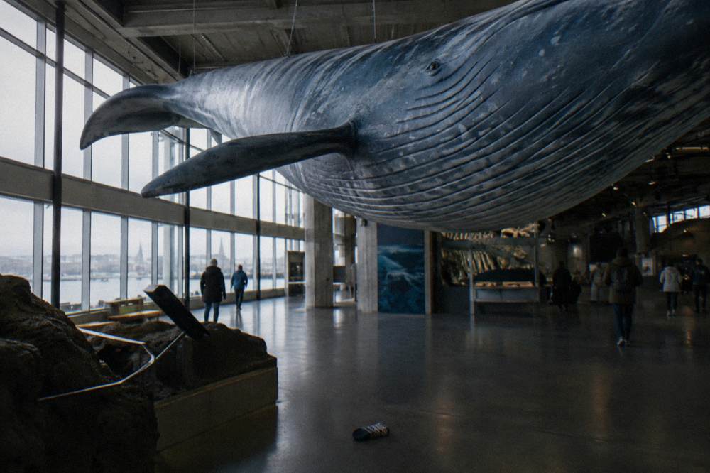 Life-size whale models suspended inside a large exhibition hall